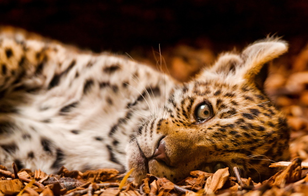 Маленький леопард
