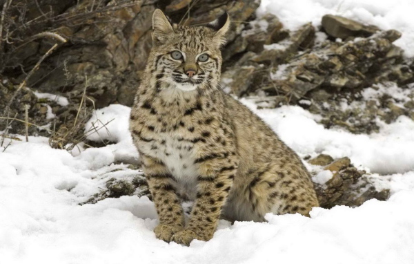 Рысь на снегу