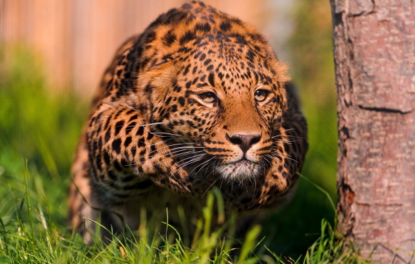 Крадущийся леопард