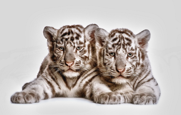 Два тигренка