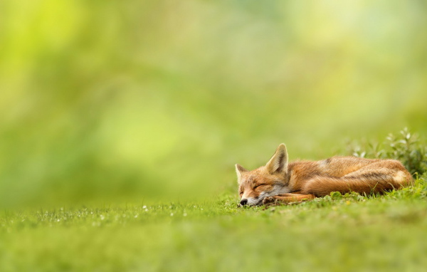 Спящая лисица