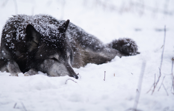 Волк на снегу