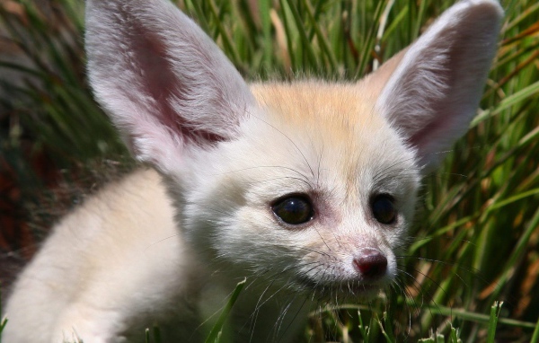 пустынный лис Фенек