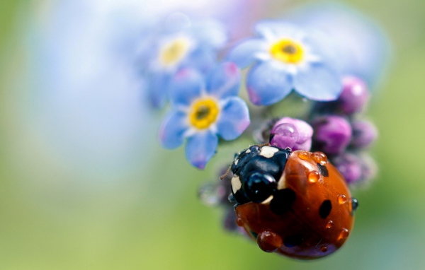 Божья коровка на цветах