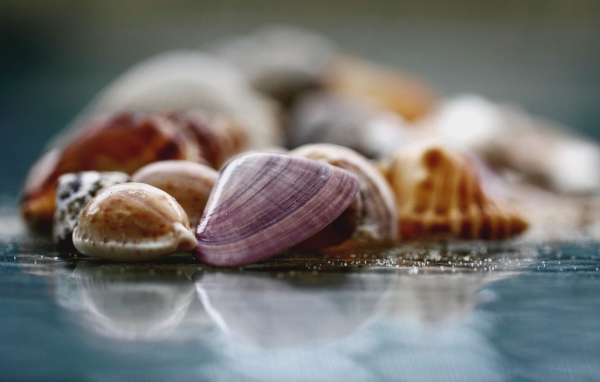 Морские ракушки