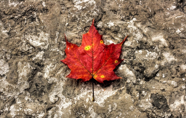 Лист на камне