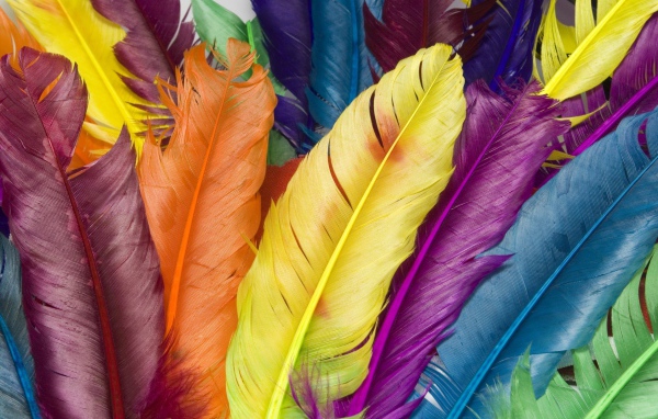 Перья в цвете