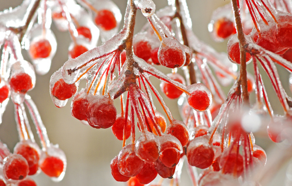 Рябина со льдом