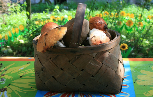 Корзина с грибами