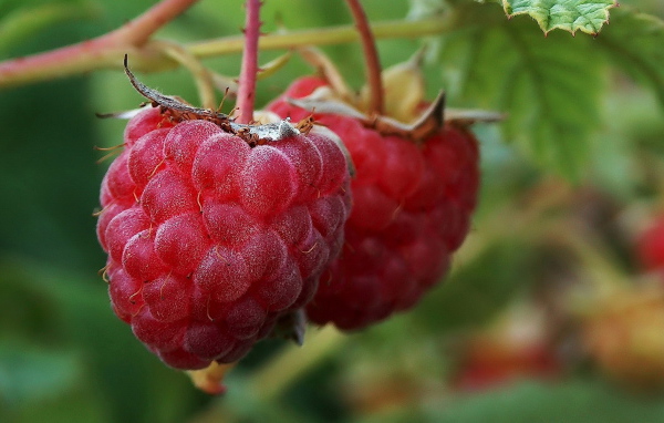 Малина на ветке