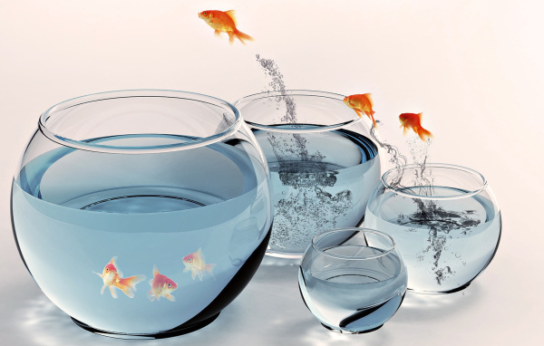 Золотые рыбки