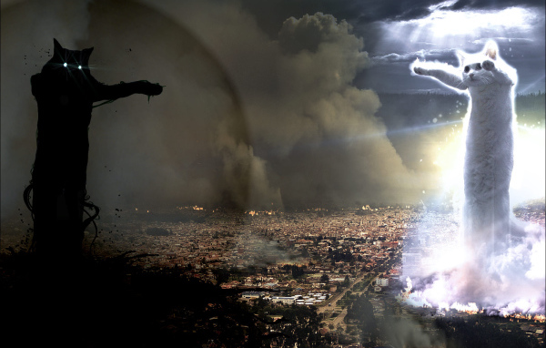 Война котов