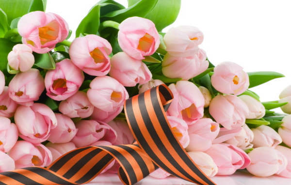 Лента и тюльпаны