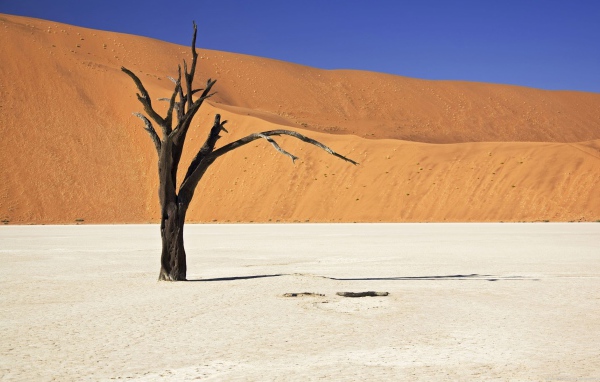 Засохшее дерево
