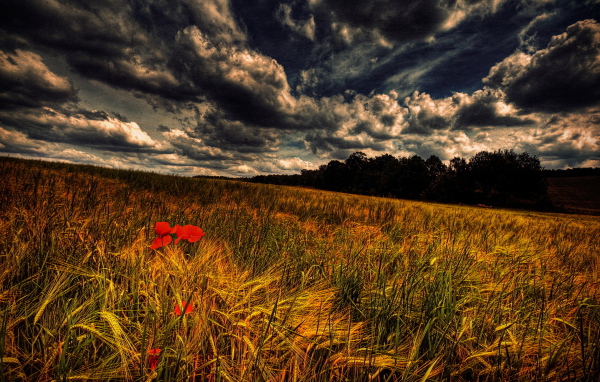 Злаки и маки