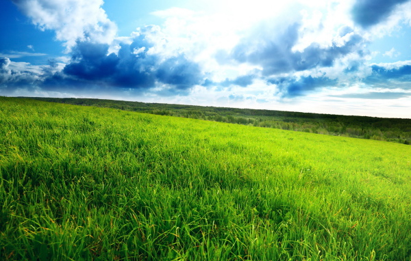 Зеленое поле