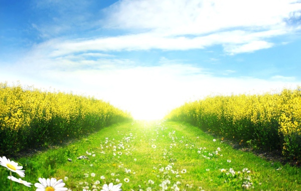 Зеленое поле