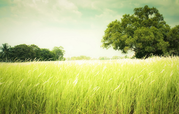 Зеленеющее поле