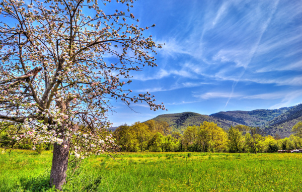 Весенний пейзаж