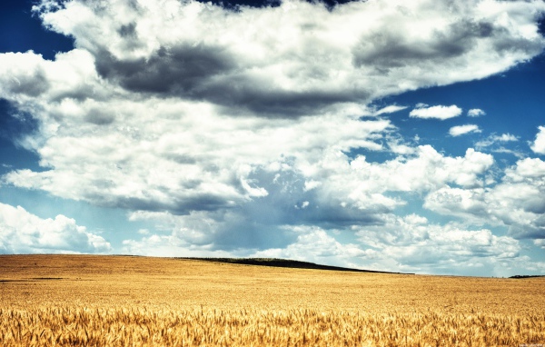 Пшеничное поле