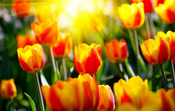 Красивые тюльпаны