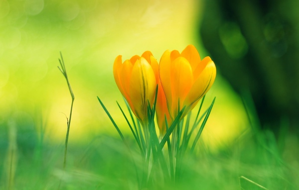 Красивые желтые цветы