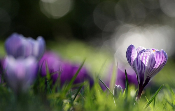 Распустившийся крокус