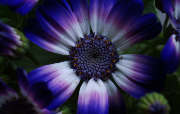 Синий цветок