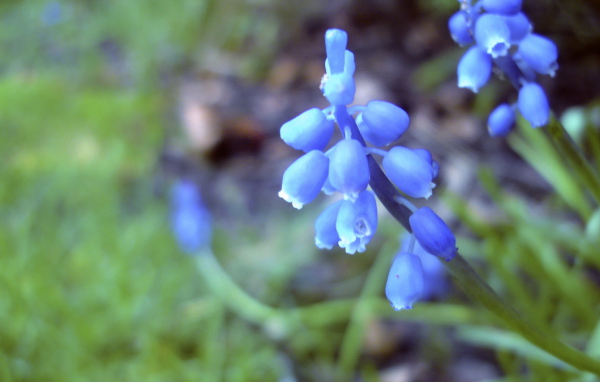 Голубые цветочки