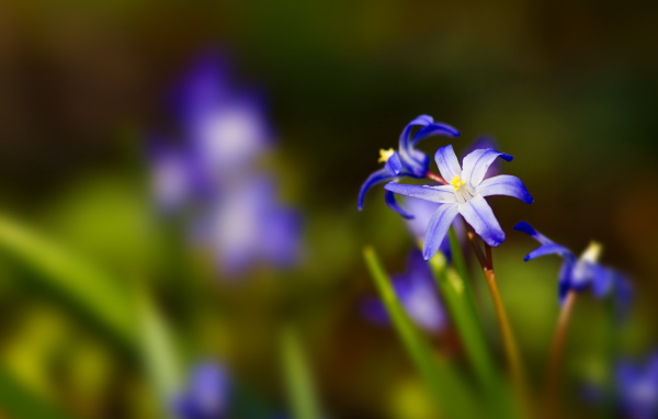 Синии цветочки