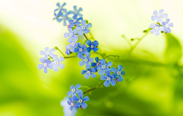 Голубые цветочки