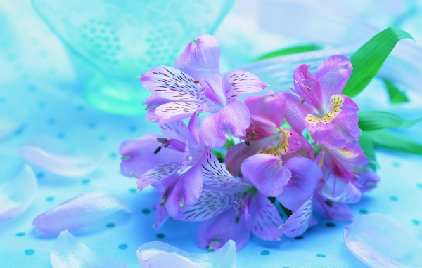 Букет Ирисов