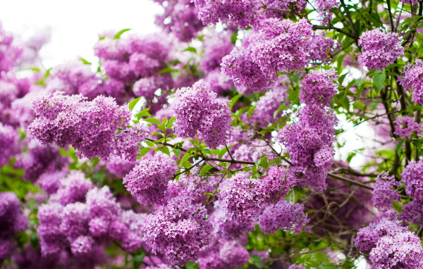 Ветки сирени