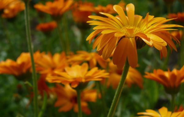 Яркие герберы