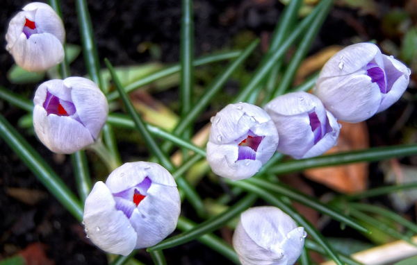 Бутоны шафрана