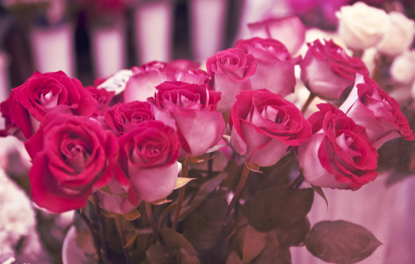 Шикарный букет роз