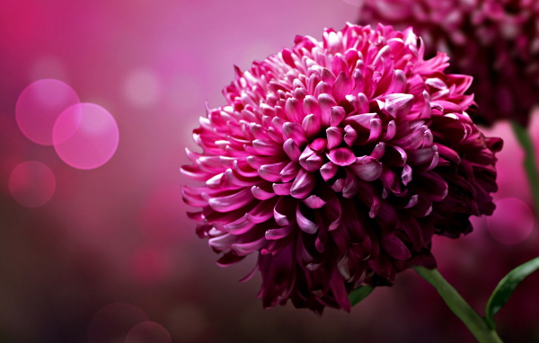 Хризантема