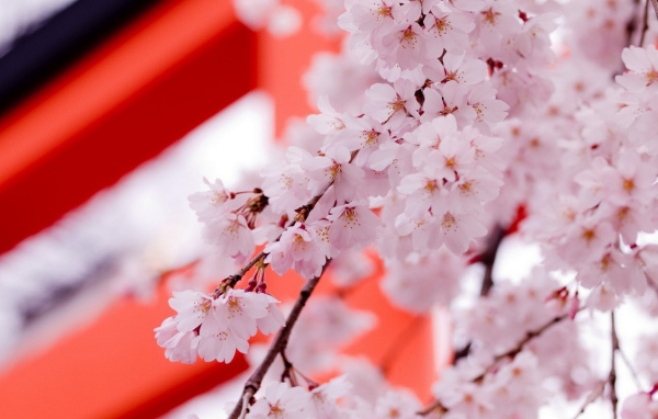 Цвет саккуры