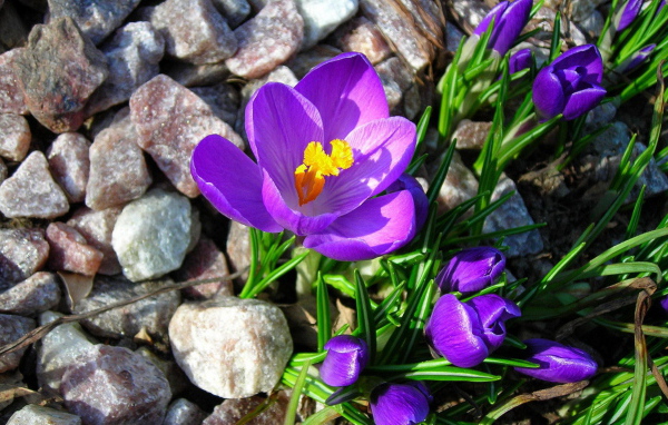 Крокусы на камнях