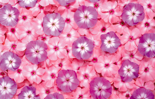 Цветочный ковер