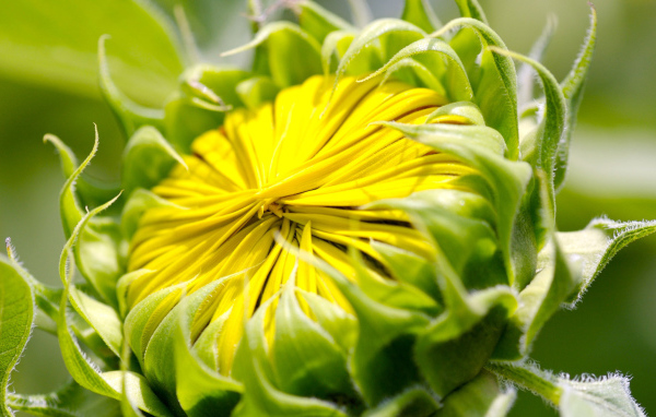 Бутон цветка, макро