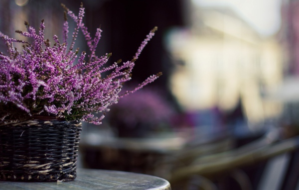 Цветы в корзинке