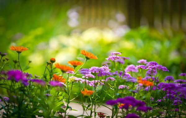 Садовые цветочки