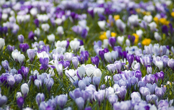 Поляна крокусов