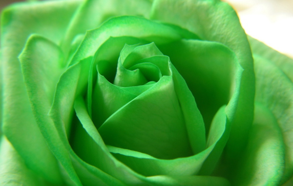 Зеленая роза