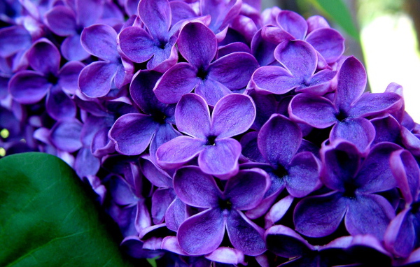 Ветка сирени