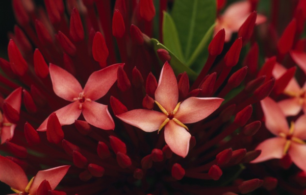 Живые цветы обои