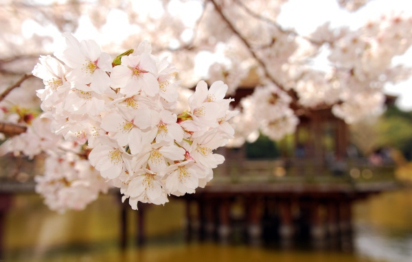 Майское цветение