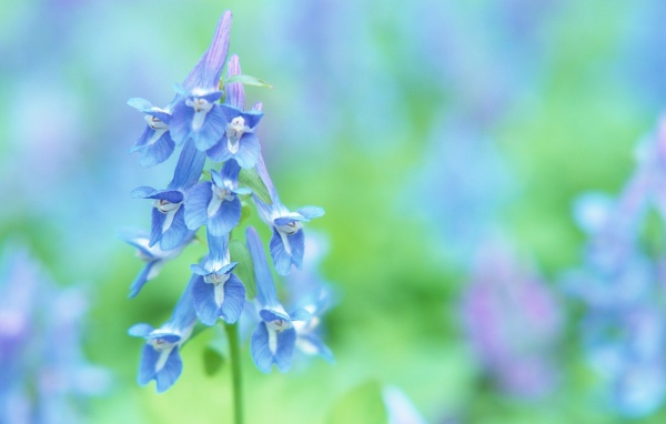 Луговые цветочки