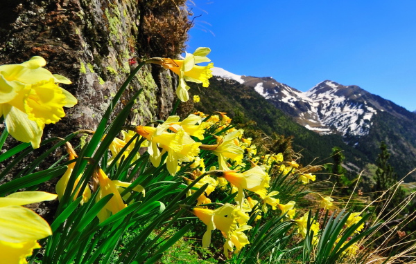 Нарцисы в горах